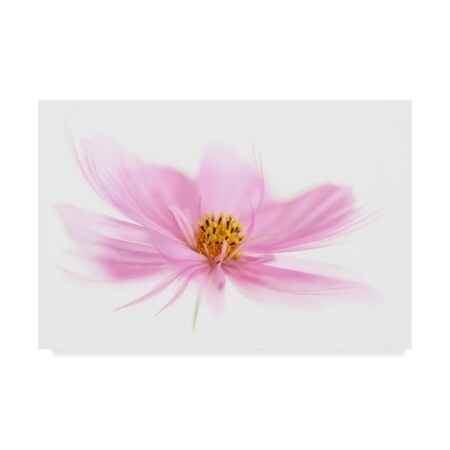 Cora Niele 'Dancing Flower Pink Cosmos' Canvas Art,22x32
